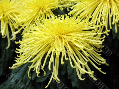 Chrysanthemums