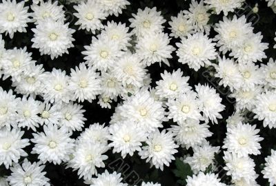 Chrysanthemums