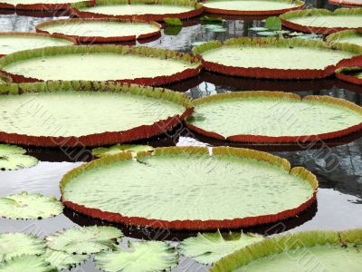 Water-platter
