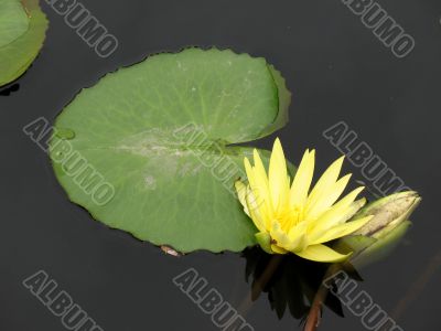 Water lily