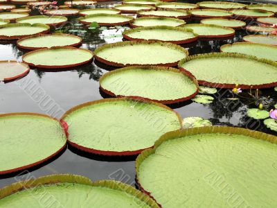 Water-platter