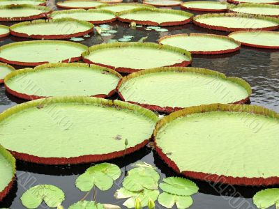 Water-platter