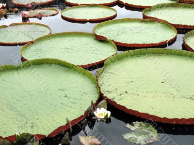 Water-platter