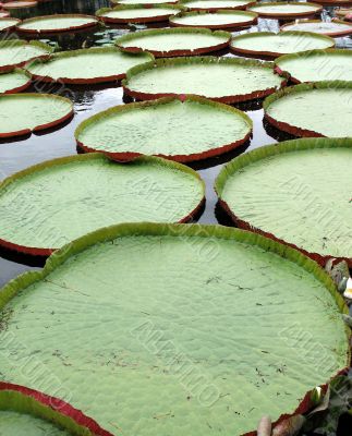 Water-platter