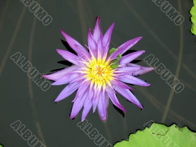 Water lily