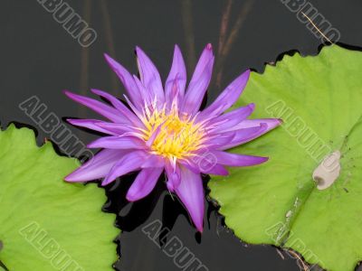 Water lily