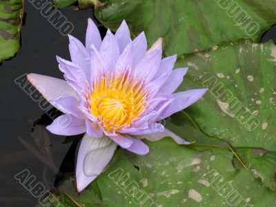 Water lily