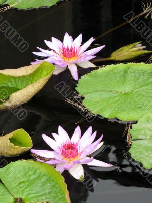 Water lilies