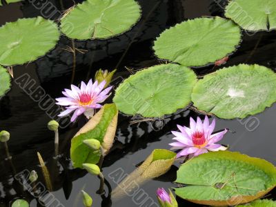 Water lilies
