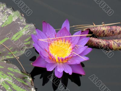 Water lily