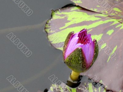 Water lily