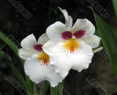 Orchids