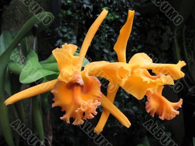 Orchids