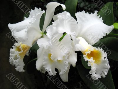 Orchids