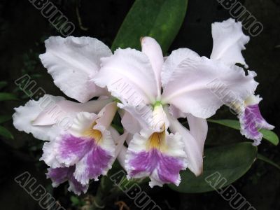 Orchids