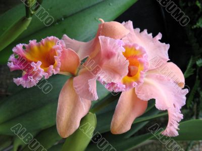 Orchids