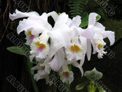 Orchids