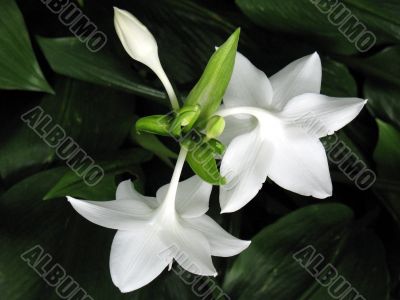 Amazon lily