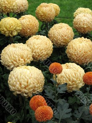 Chrysanthemums