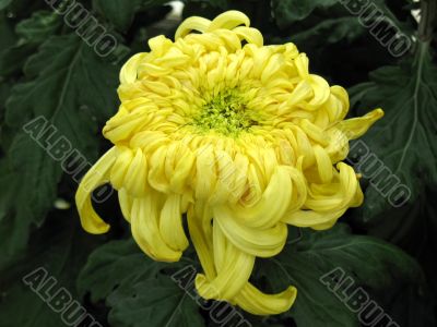 Chrysanthemums