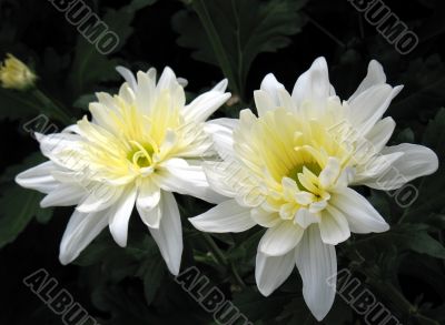 Chrysanthemums