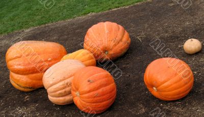 Pumpkins