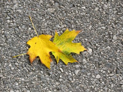 Leaves
