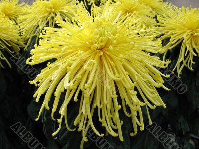 Chrysanthemums