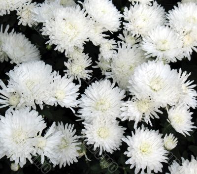 Chrysanthemums