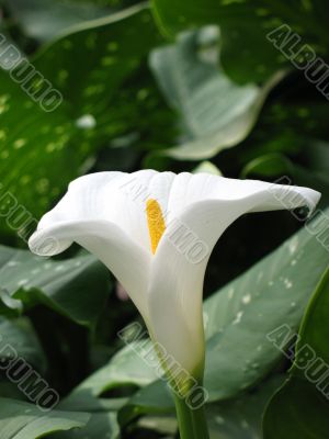 Calla-lily