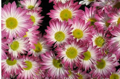 Chrysanthemums