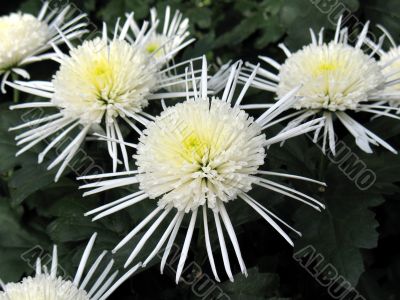 Chrysanthemums