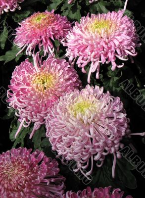 Chrysanthemums