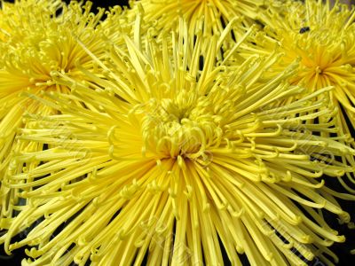Chrysanthemums