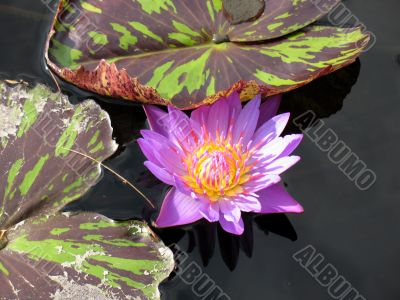 Water lily