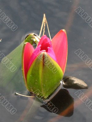 Water lily