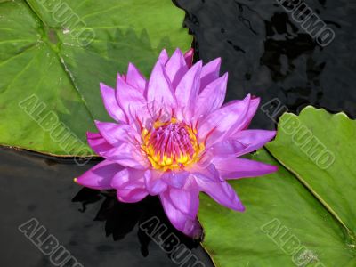 Water lily