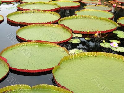 Water-platter