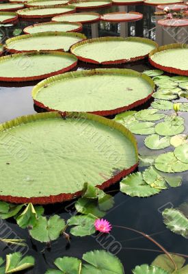 Water-platter