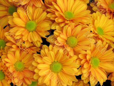 Chrysanthemums