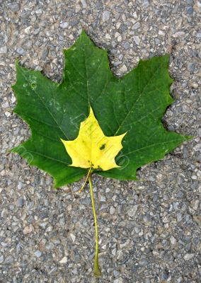 Leaves in fall