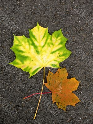 Leaves in fall