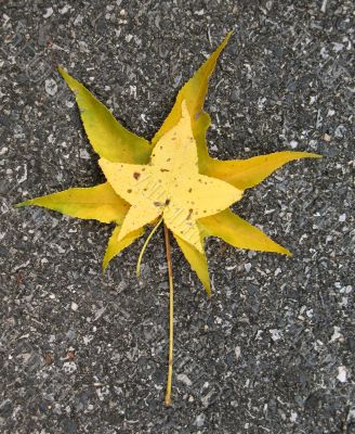 Leaves in fall