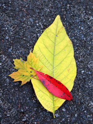 Leaves in fall