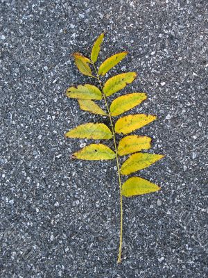 Leaves