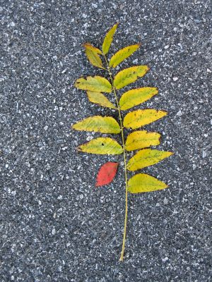 Leaves