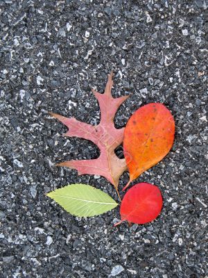 Leaves
