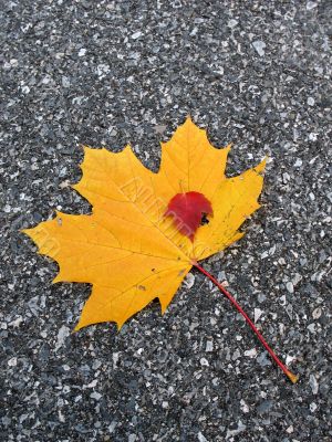 Leaves