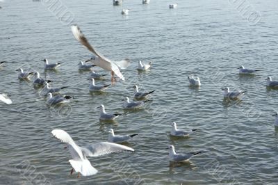 seagulls at the lake