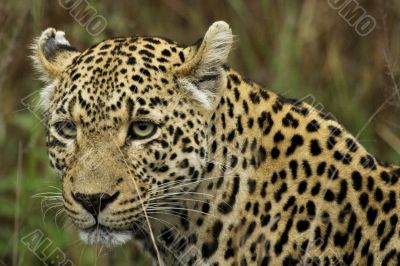 panthera pardus
